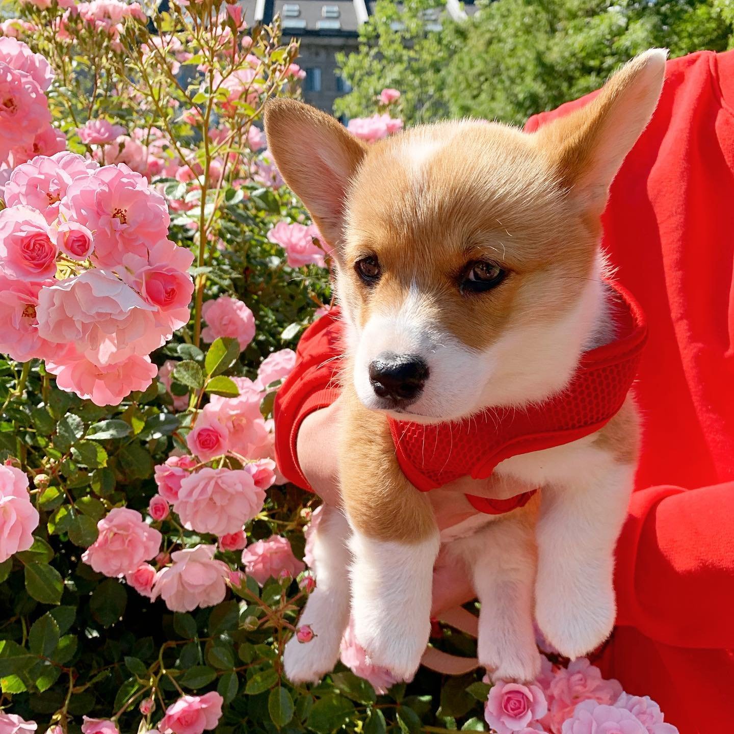 Corgi Puppies for sale