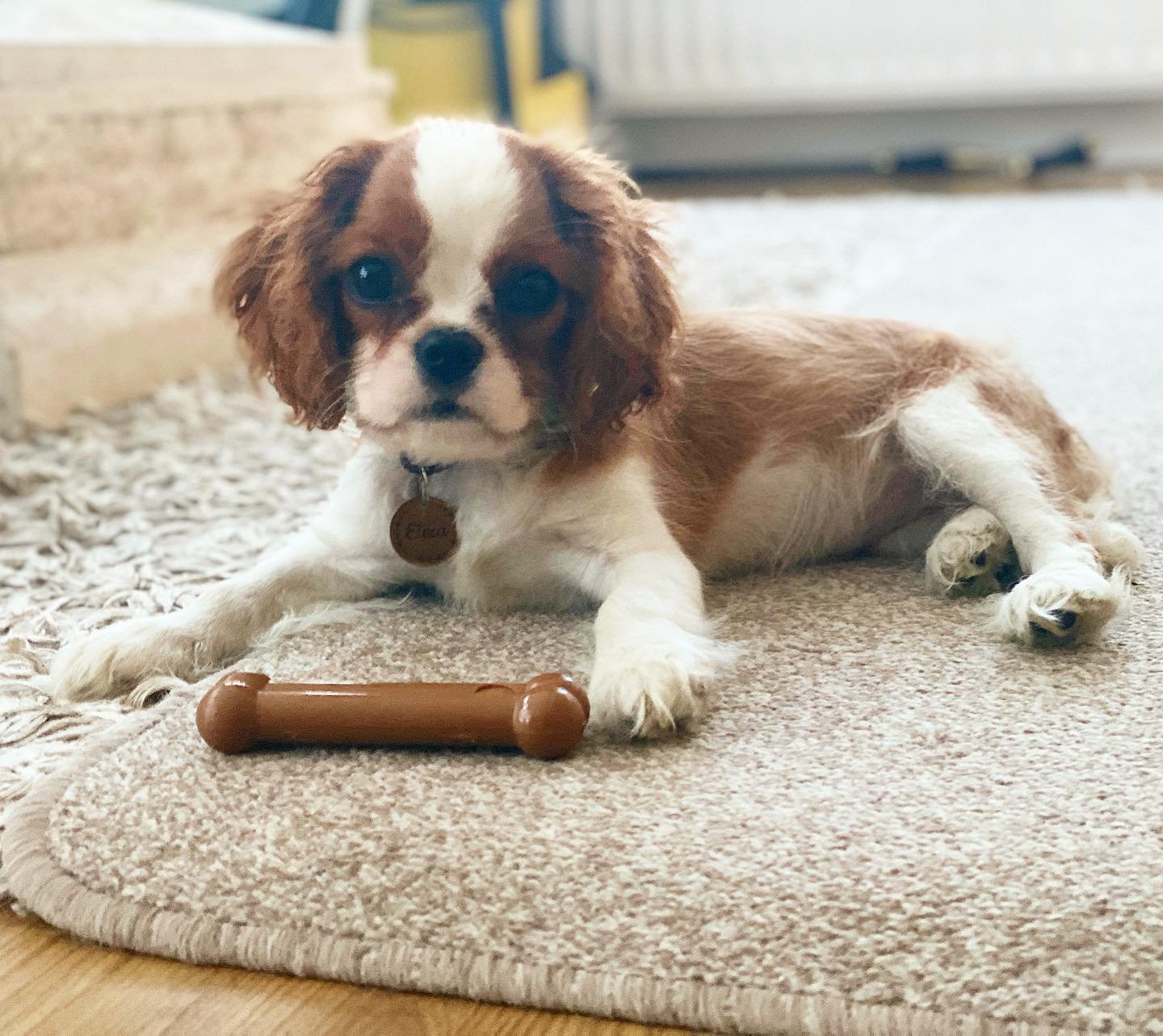 cavalier King Charles Puppies
