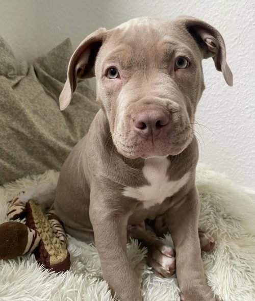 americanbully.nero_1706999630_3294874165037822772_49593911928