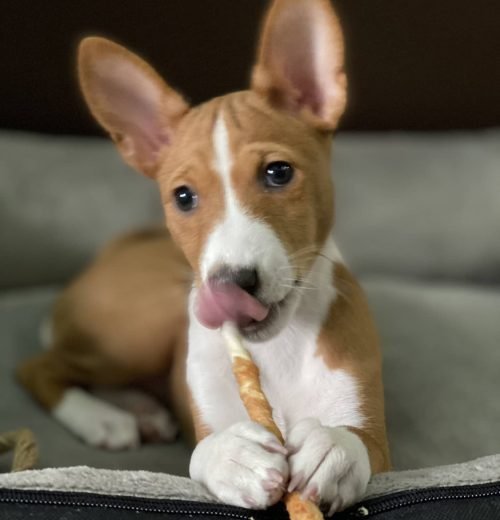 basenji_lotta_1616065060_2532059703245249749_46660408633