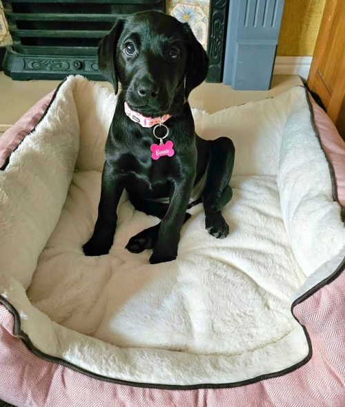 beaut_bonnie_1703244423_3263373209255797437_63486326720