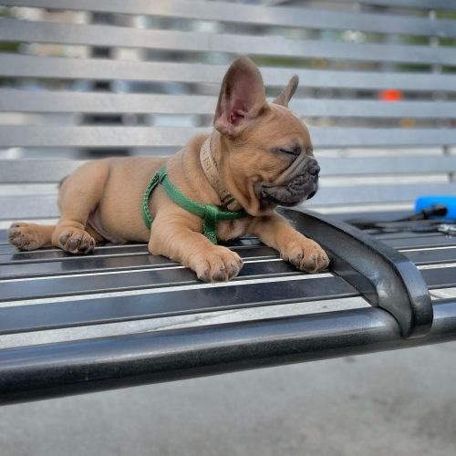 brooklyn_thefrenchbulldog_1663456784_2929610300064666636_52605362556