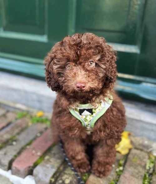 dutch_poodle_coco_1701345592_3247444658776908329_61587979863