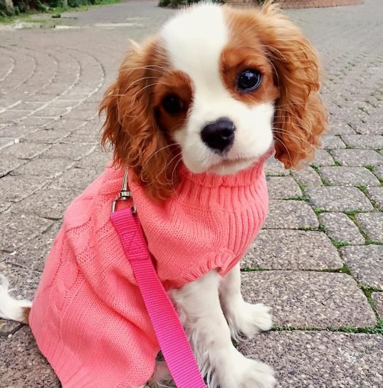 elizabeth_the_cavalier_1485149320_1433858880538051537_4220818312