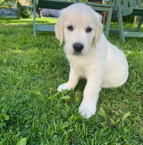 golden_retriever_selma_1719125343_3396592023542298434_67457495665