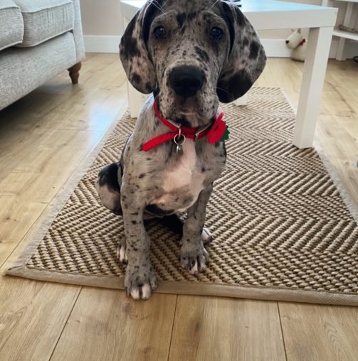 great.dane.gracie_1633982215_2682359695894709346_49986433330