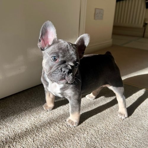 _kaya_thefrenchbulldog_1667475309_2963320134710184219_56229257987