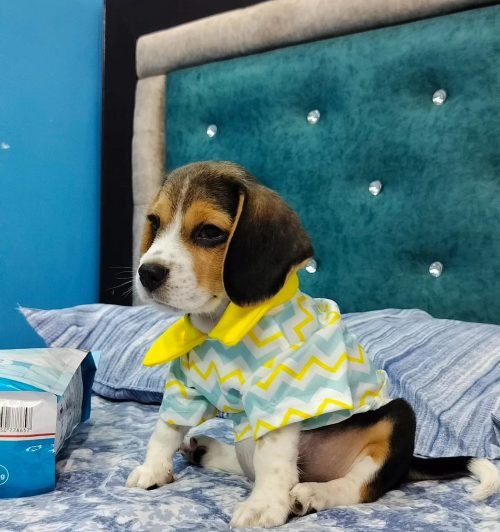 __leo__puppy___1692015711_3169179942586812915_60926488532