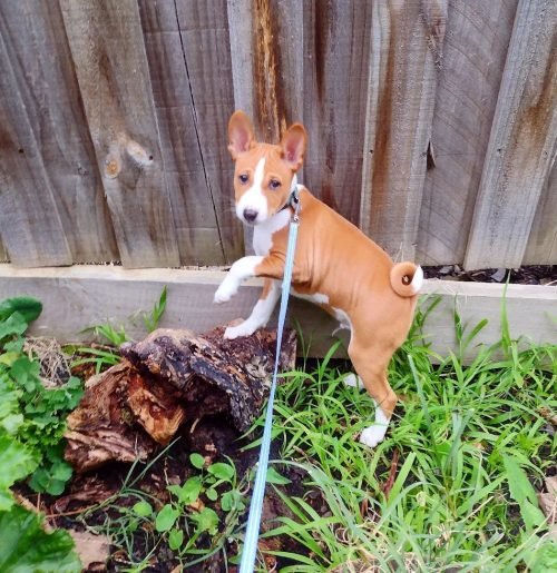 luba.basenji_1660729306_2906730556152422608_54663808070 (1)