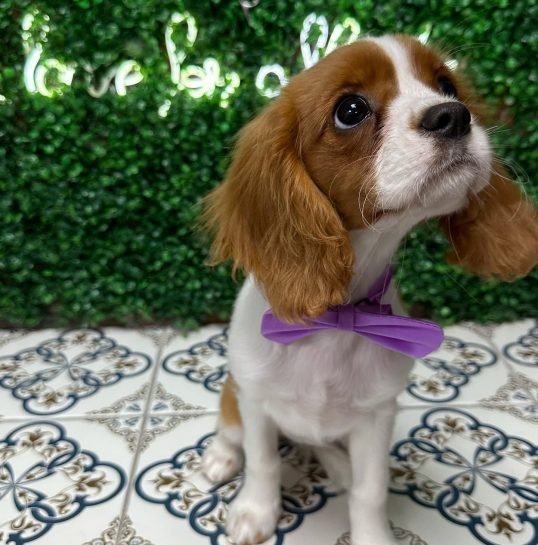 lunathecavii_1679759807_3066369974504069597_56778644909