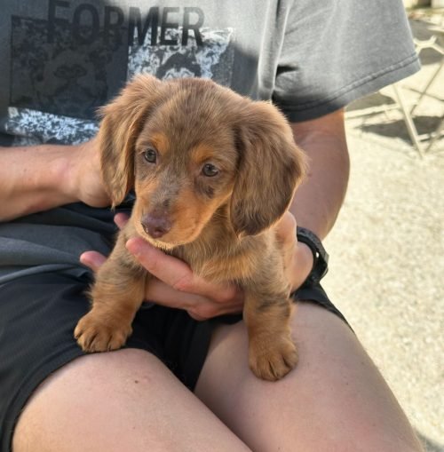 mapleminiween_1725413085_3449337428232996896_68937477754