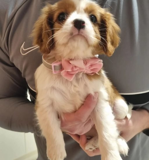 molly.kingcharlescavalier_1683746990_3099816886652596156_59593125107