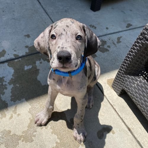 mydaneduke_1593717130_2344591684585580754_38473489280