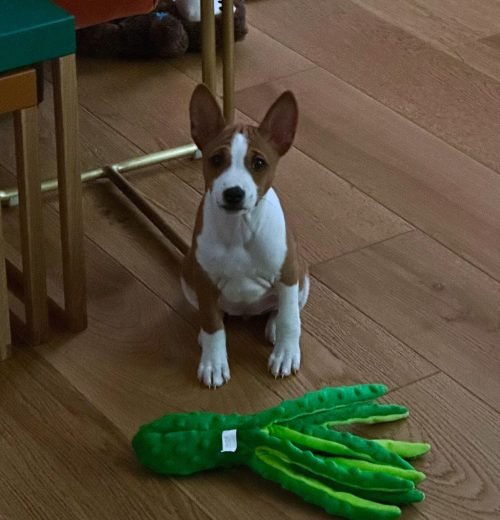 ollie_basenji_1718484196_3391213690247199936_67466659716