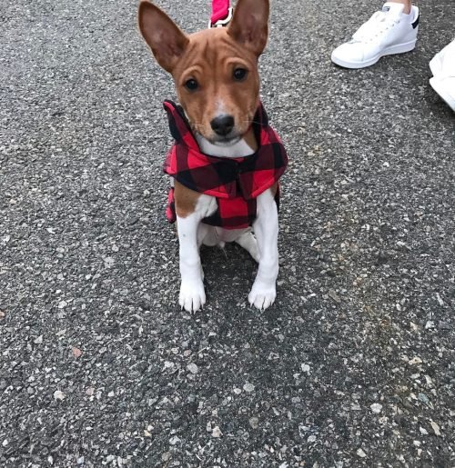 ourbasenjicleo_1490137877_1475705934084627855_4723411469