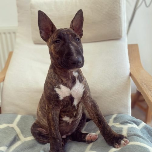 ourbullterrier_bonnie_1655477132_2862672126194038599_53596270087