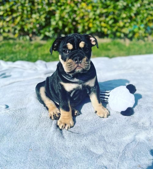 pablo_the_englishbulldog_1647968799_2799687663629646257_52405276549