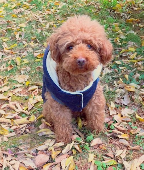 poodle.puffy_1514344554_1678766254460469408_6809358870