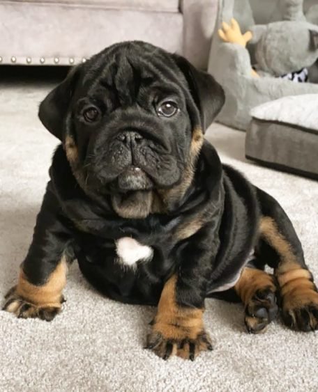 ralphspencer_englishbulldog_1616323799_2534230167311357327_46455372144