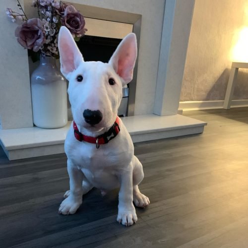 ramsaythebull_1588510185_2300912663341111570_32668780316