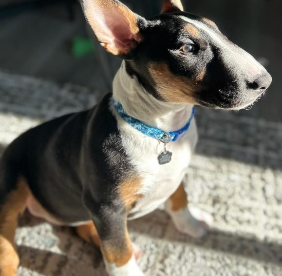 rocky__bull_terrier_1710953702_3328043330687213224_65227558723