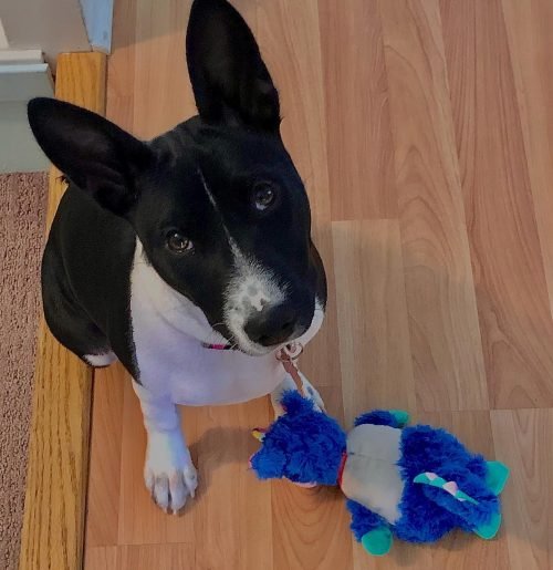 squeakthebasenji_1621798022_2580151280106624619_47472167196