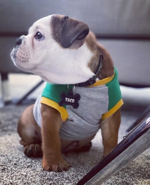 taco.the.englishbulldog_1594403130_2350346268793769293_38304163975