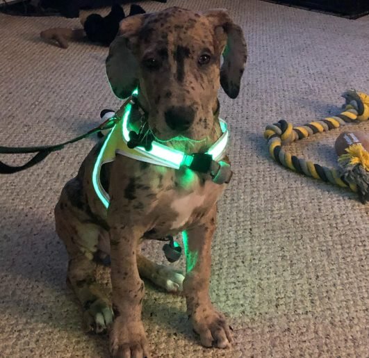 the_great_fenrir_1574701497_2185076987578878080_24116195082