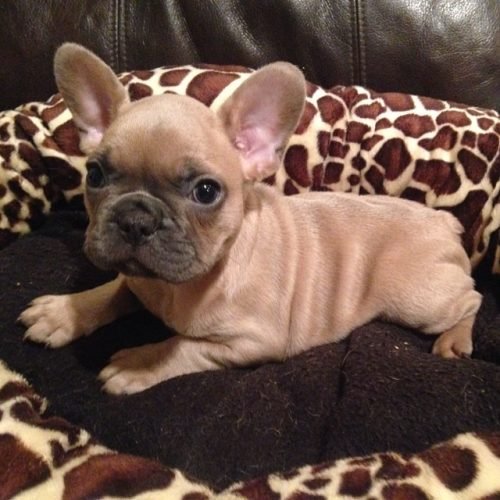 thor_thefrenchie_1385568566_598514977078627678_681315370