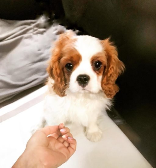 vigo_thecavalier_1579301534_2223664898114035126_27989884756